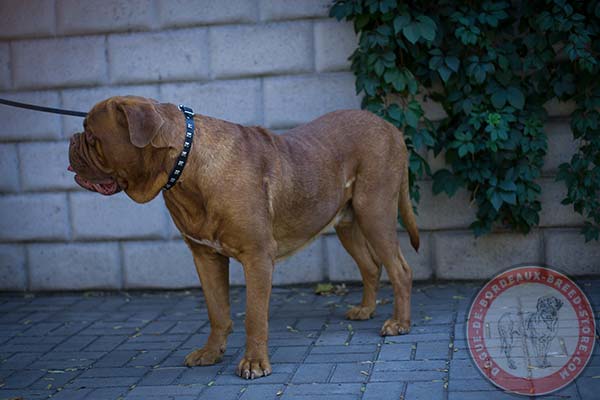 Dogue de Bordeaux black leather collar with reliable studs for stylish walks