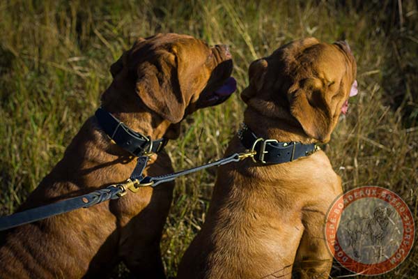 Dogue de Bordeaux black leather collar of classic design with traditional buckle for quality control