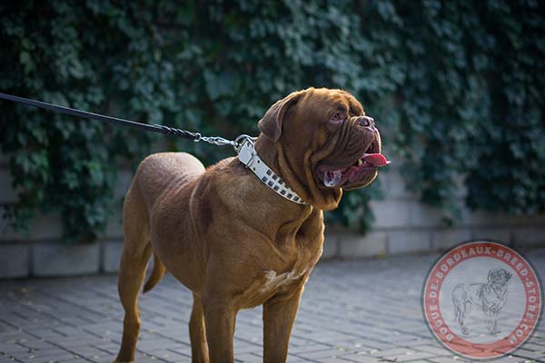 Dogue de Bordeaux white leather collar with corrosion resistant nickel plated fittings for walking