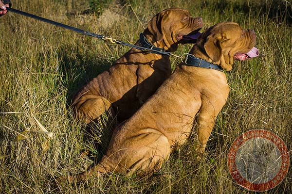 Dogue de Bordeaux black leather collar with elegant plates for stylish walks