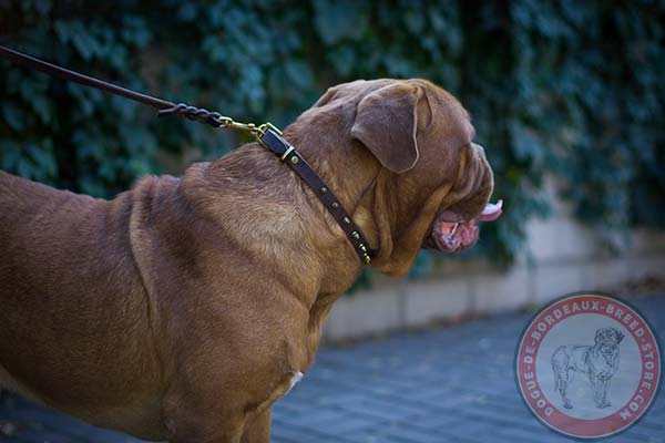 Dogue de Bordeaux brown leather collar with rust-proof brass plated fittings for basic training
