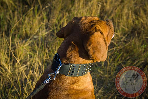 Dogue de Bordeaux black leather collar with rustless quick release buckle for better comfort