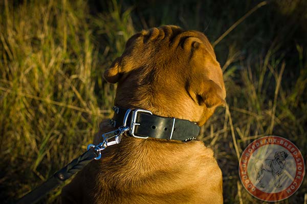 Dogue de Bordeaux black leather collar wide with d-ring for leash attachment for improved control