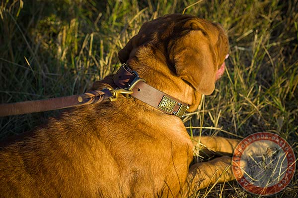 Dogue de Bordeaux brown leather collar with elegant plates for walking