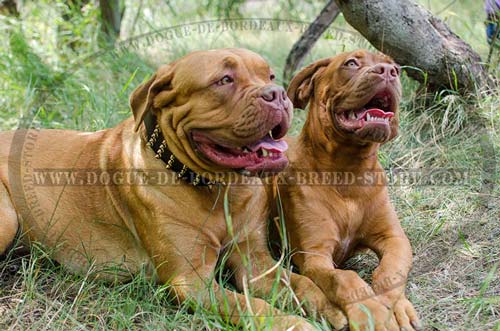 Extra Wide Dogue de Bordeaux Walking Collar with Brass Plated Spikes