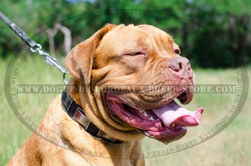 Walking Leather Dog Collar for French Mastiff with Steel Nickle Plated Hardware