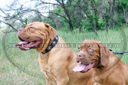 French Mastiffs in Wide Leather Collars Decorated with Turquoise Color Stones Set Conchos