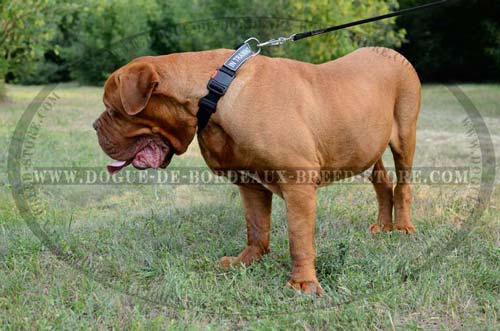 All Weather Walking and Training Dogue de Bordeaux Nylon Collar