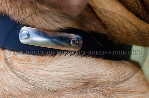 Wide Collar for French Mastiffs with 2 inch (50 mm)Steel Nickel Plated ID Tag
