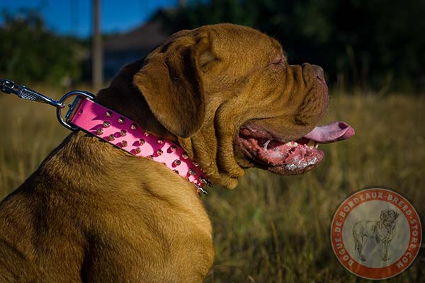 3 rows spiky pink Dogue de Bordeaux collar 