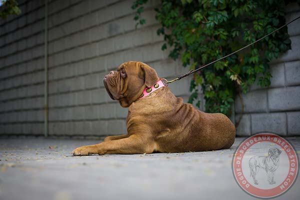 Comfortable pink Dogue de Bordeaux collar 