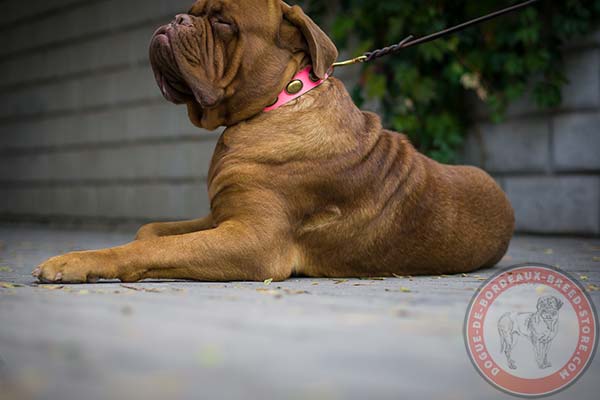 Pink Dogue de Bordeaux collar for doggy girls