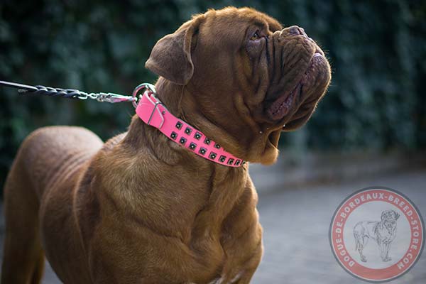Pink Dogue de Bordeaux collar with square studs