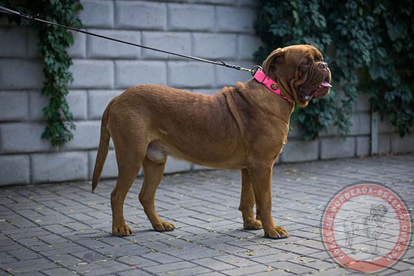 Pink Dogue de Bordeaux collar with polished edges