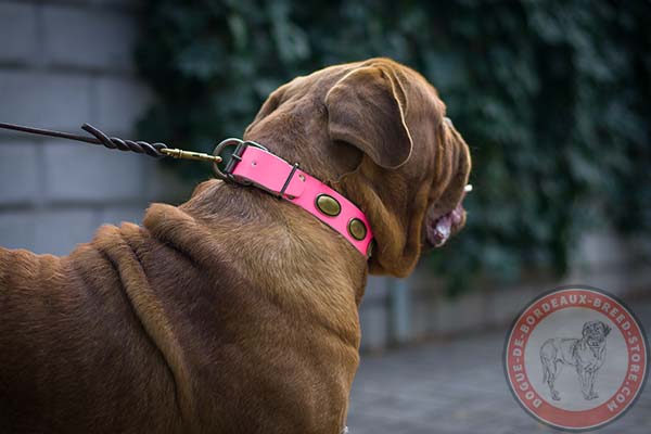 Pink Dogue de Bordeaux collar with riveted decorations and hardware