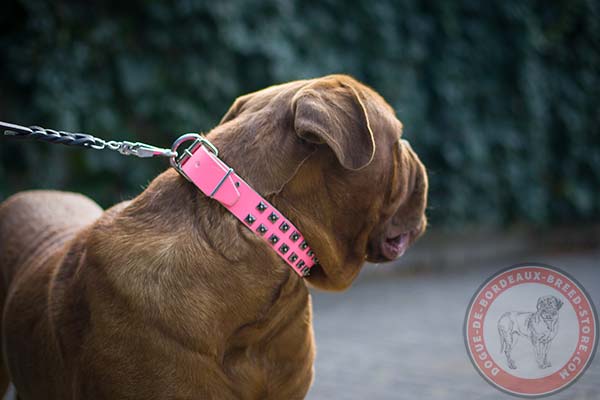 Pink Dogue de Bordeaux collar with nickel plated hardware 