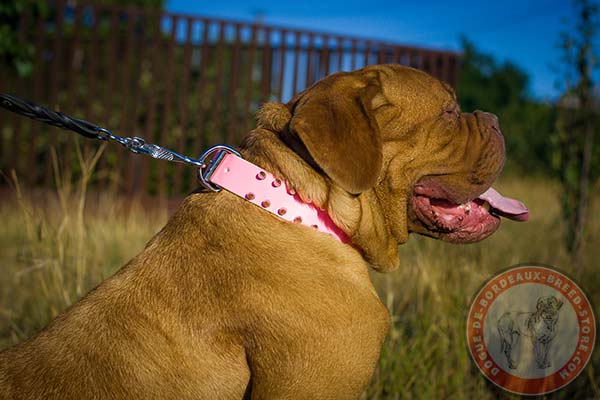 Pink Dogue de Bordeaux collar with silver-like spikes