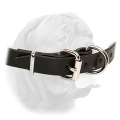 Fine Design Dogue de Bordeaux Collar 1 Inch Wide