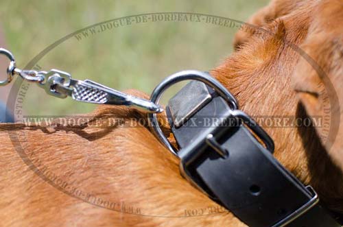 Strong Buckle on Leather Collar with Massive Plates