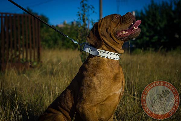 White Dogue de Bordeaux collar with silvery spikes