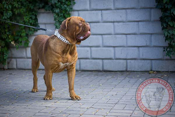 Adjustable white Dogue de Bordeaux collar