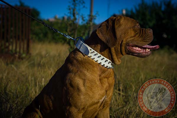 White Dogue de Bordeaux leather collar for safe control