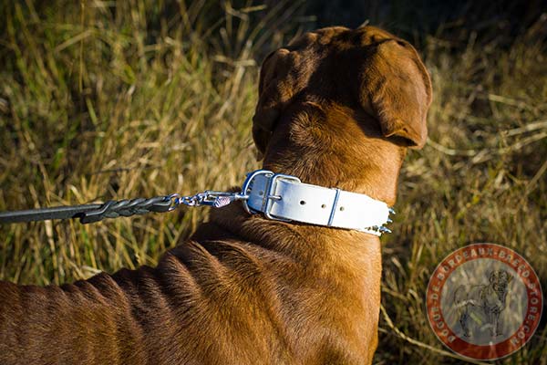 Easy to adjust white Dogue de Bordeaux collar 