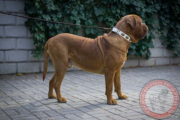 White Dogue de Bordeaux collar for fashion outing