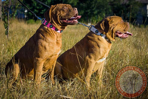 White Dogue de Bordeaux collar for walking and training