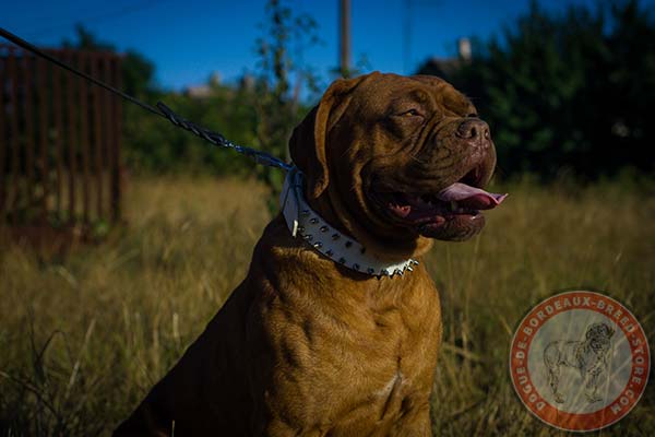Delicate white Dogue de Bordeaux leather collar 