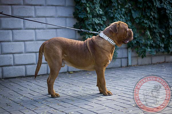 Functional white Dogue de Bordeaux collar 