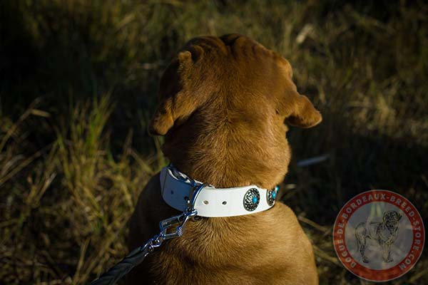 White Dogue de Bordeaux collar with riveted hardware