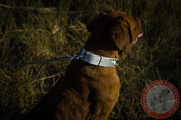 White Dogue de Bordeaux collar with nickel plated D-ring
