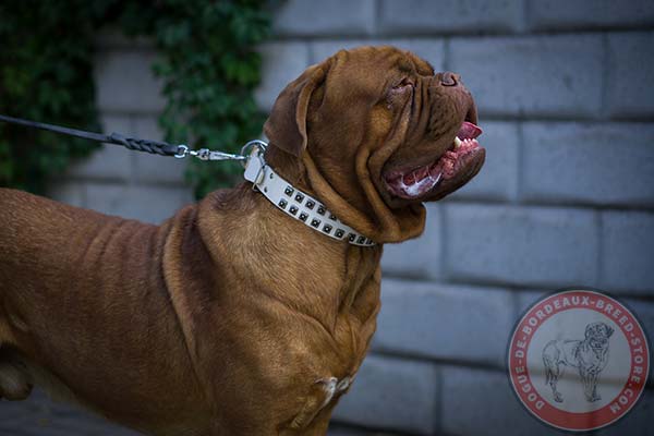 White Dogue de Bordeaux leather collar with square studs