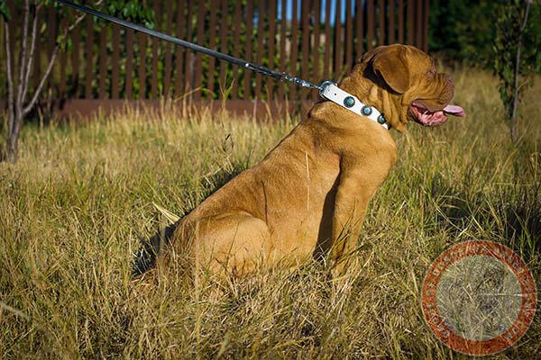 Non-restrictive white Dogue de Bordeaux collar 