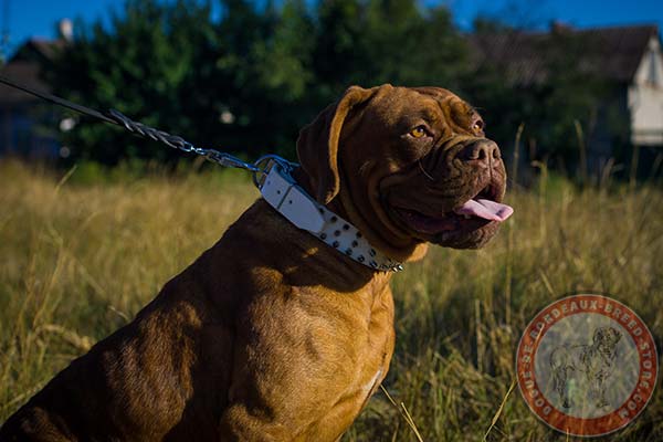 White Dogue de Bordeaux collar with rounded edges