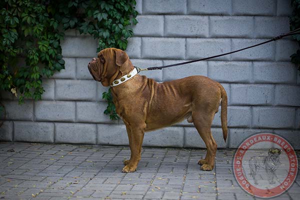 Resistant white Dogue de Bordeaux collar