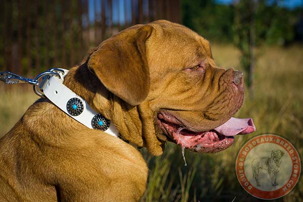 White Dogue de Bordeaux collar with circles