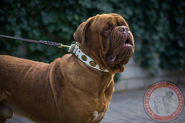 White Dogue de Bordeaux collar with sparkling plates