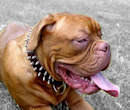 Dogue De Bordeaux Dog Collars