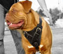 Dogue De Bordeaux dog Harness