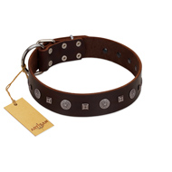 "Pure Sensation" Exclusive FDT Artisan Brown Leather Dogue de Bordeaux Collar with Fancy Brooches and Studs