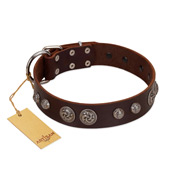 "Choco Brownie" FDT Artisan Brown Leather Dogue de Bordeaux Collar Adorned with Silver-Like Conchos