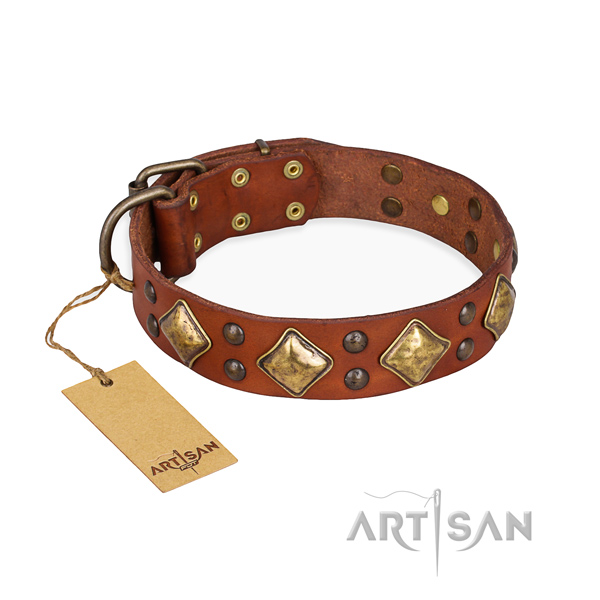 Fancy walking significant dog collar with strong fittings