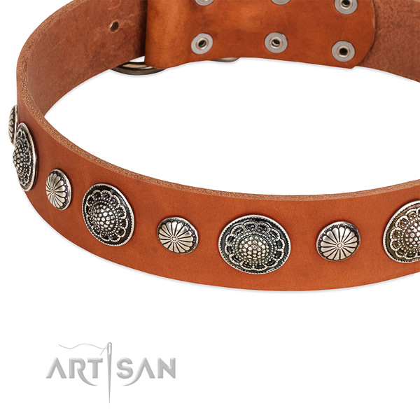 Leather collar with durable fittings for your attractive canine