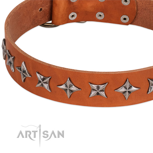 Daily walking studded dog collar of quality genuine leather