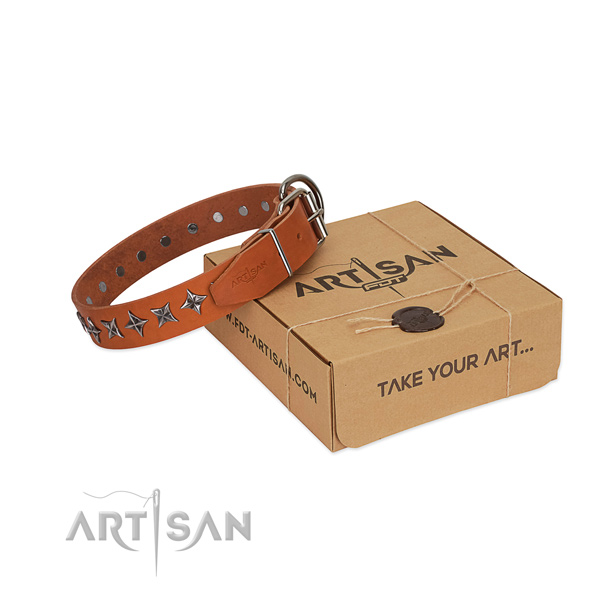 Everyday walking dog collar of top quality leather with studs