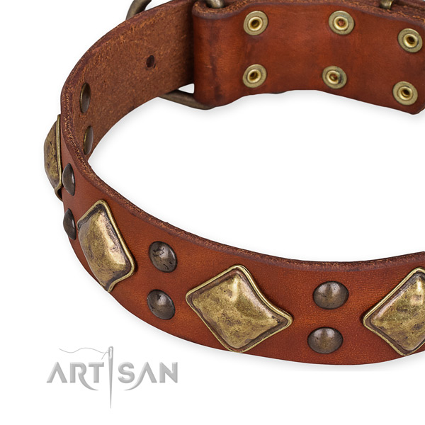 Leather collar with rust resistant fittings for your impressive pet