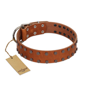 "Star Light" Stylish FDT Artisan Tan Leather Dogue de Bordeaux Collar with Silver-Like Studs