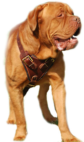 Dogue De bordeaux Leather dog harness, Large dog harness for French mastiff 